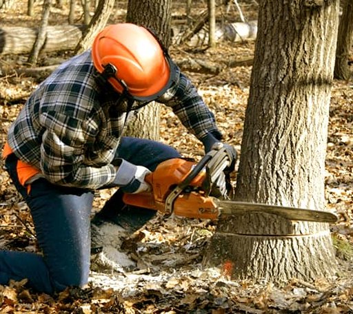 Tree Removal in Bozman, MD